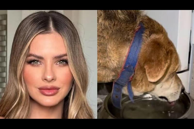 La China Suaacuterez dijo que su perro no murioacute electrocutado y la respuesta de Yanina Latorre fue letal