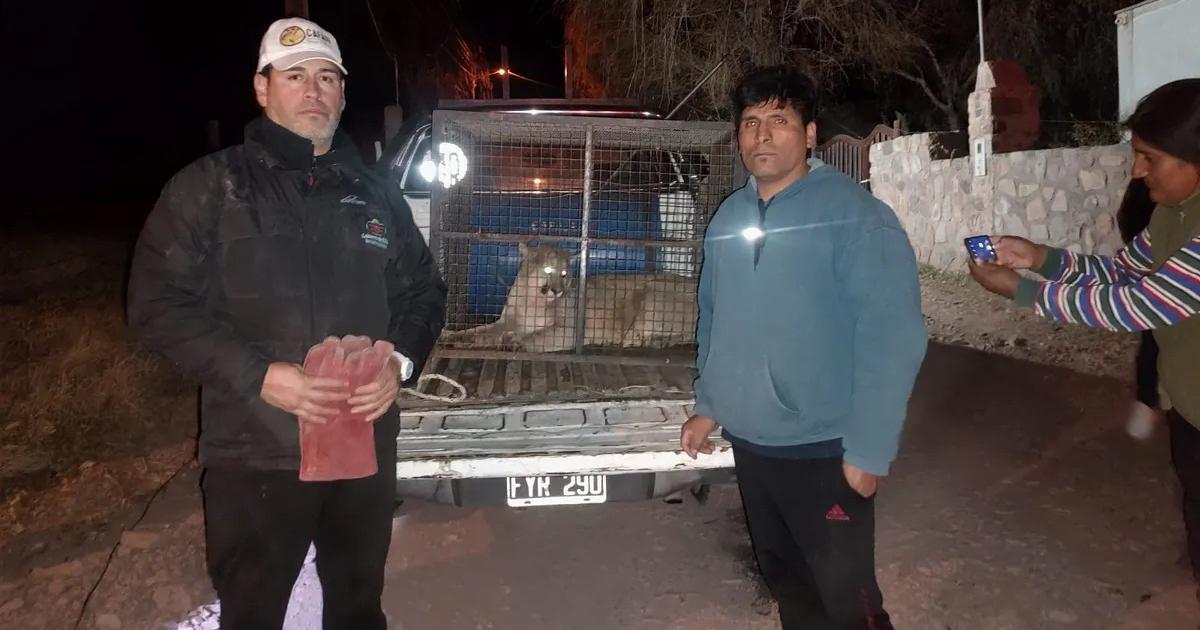 Ambiente rescatoacute a un puma en Juella
