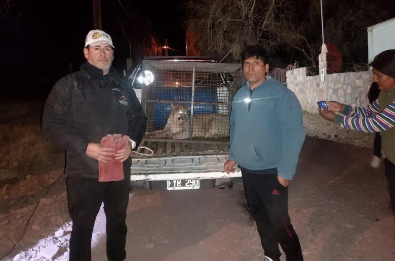 Ambiente rescatoacute a un puma en Juella