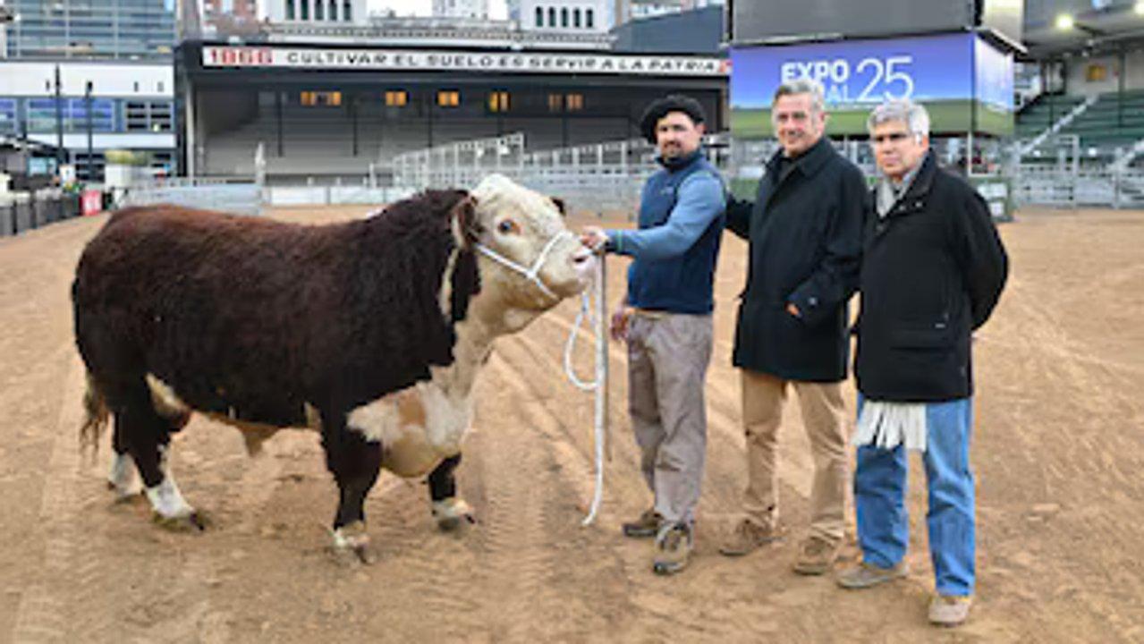 Un toro raza Hereford fue el primer animal en ingresar a la Expo Rural 25