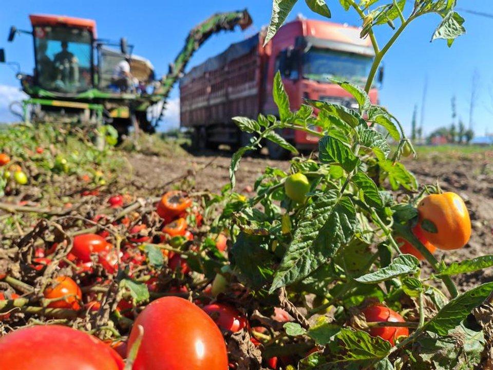 El gobierno de Meacutexico rechaza el impuesto del 1709 -en-porciento- a sus tomates por Estados Unidos