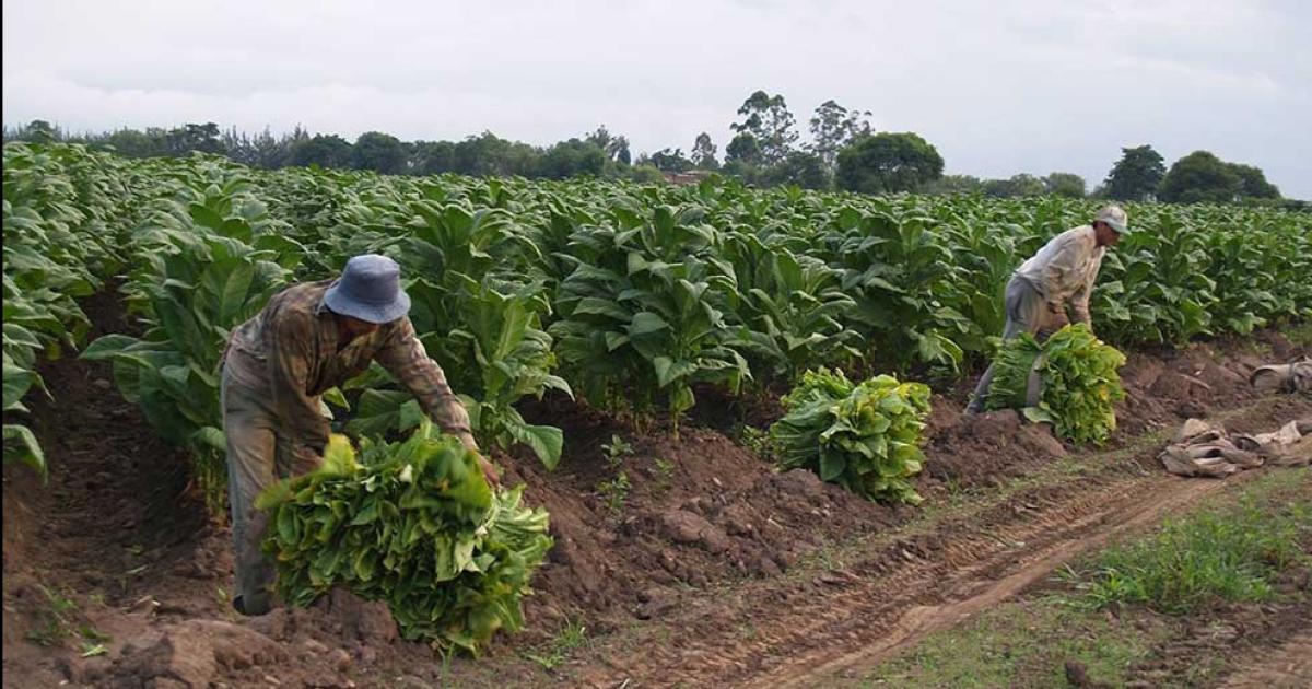 Preocupa la reduccioacuten del FET para los productores tabacaleros jujentildeos