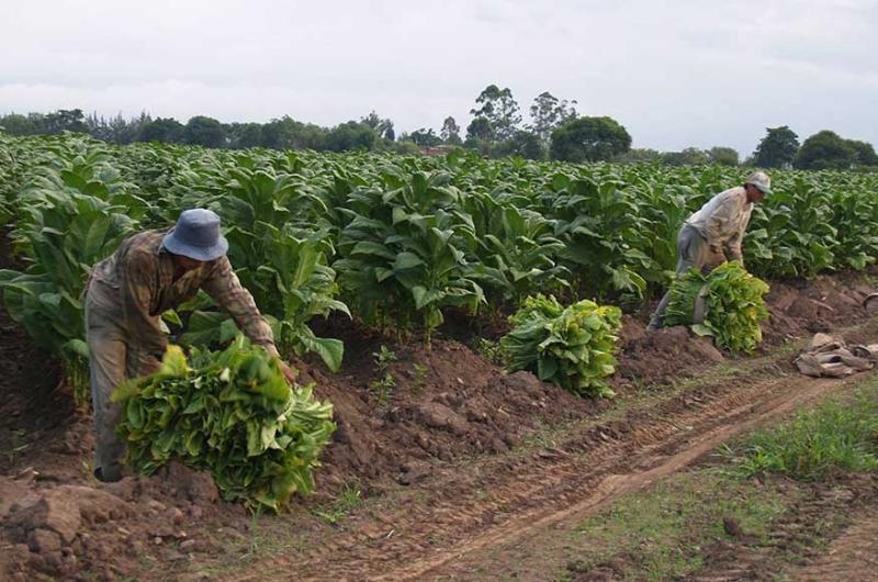 Preocupa la reduccioacuten del FET para los productores tabacaleros jujentildeos