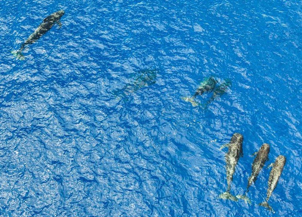 La disminucioacuten del hielo marino impulsa la migracioacuten temprana de ballenas  