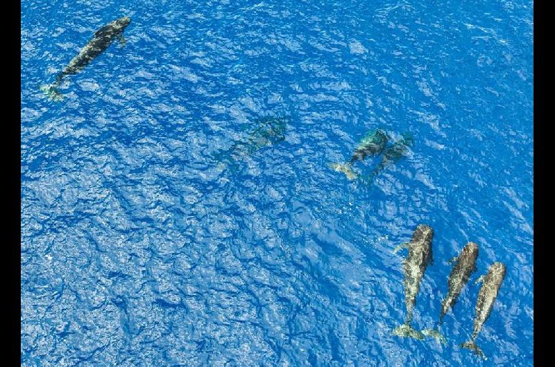 La disminucioacuten del hielo marino impulsa la migracioacuten temprana de ballenas  