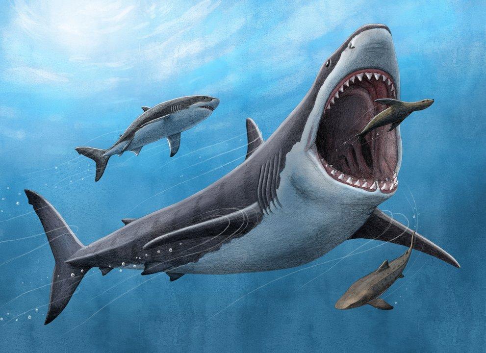 El estudio que busca la foacutermula definitiva para evitar los ataques de tiburones en las playas