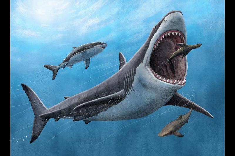 El estudio que busca la foacutermula definitiva para evitar los ataques de tiburones en las playas
