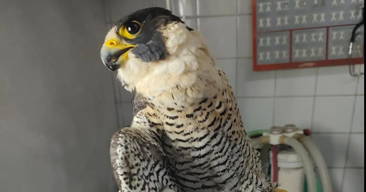 El CAFAJu rescatoacute un ejemplar de halcoacuten peregrino con graves heridas