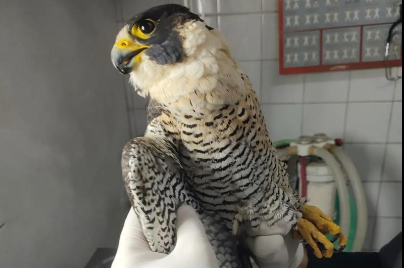 El CAFAJu rescatoacute un ejemplar de halcoacuten peregrino con graves heridas