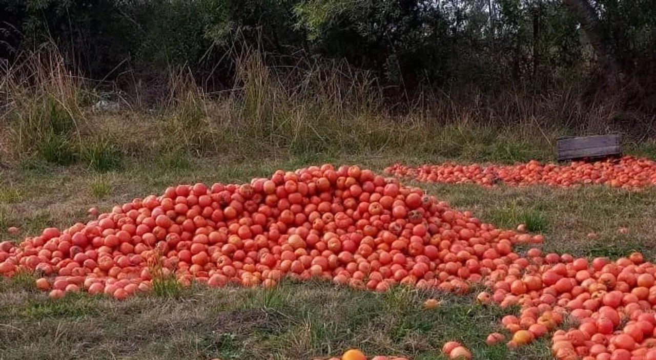 Cuaacutel seraacute el lado de los tomates- iquestque vengan caros de Chile o tirar la cosecha por no valer nada