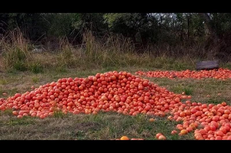 Cuaacutel seraacute el lado de los tomates- iquestque vengan caros de Chile o tirar la cosecha por no valer nada
