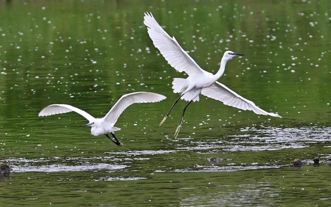 Un estudio australiano reveloacute que la inversioacuten de sexo en aves silvestres es maacutes comuacuten de lo que se creiacutea