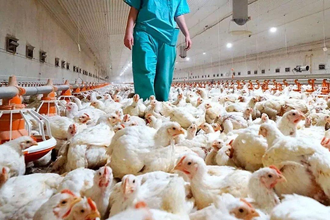 Argentina suspende parte de las exportaciones de productos aviares tras detectar un caso de gripe aviar