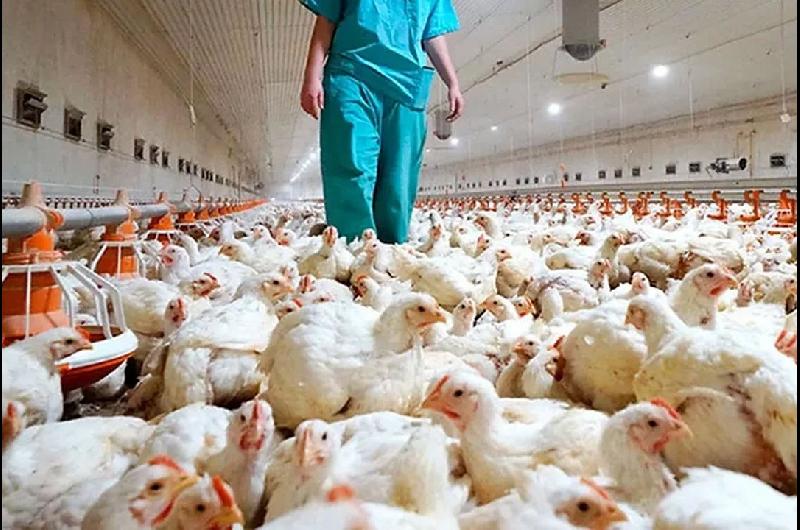 Argentina suspende parte de las exportaciones de productos aviares tras detectar un caso de gripe aviar
