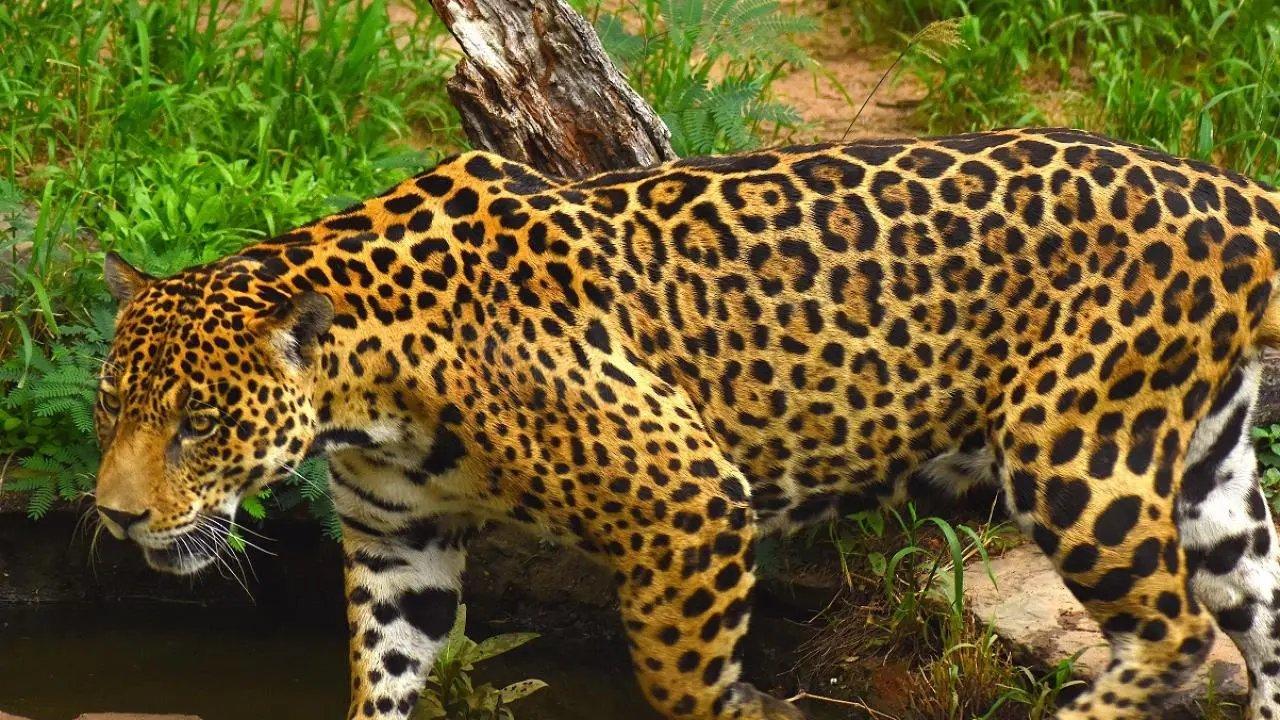 Colombia propone crear un corredor trinacional para proteger al jaguar