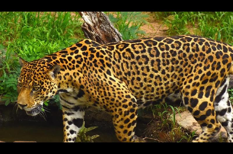 Colombia propone crear un corredor trinacional para proteger al jaguar