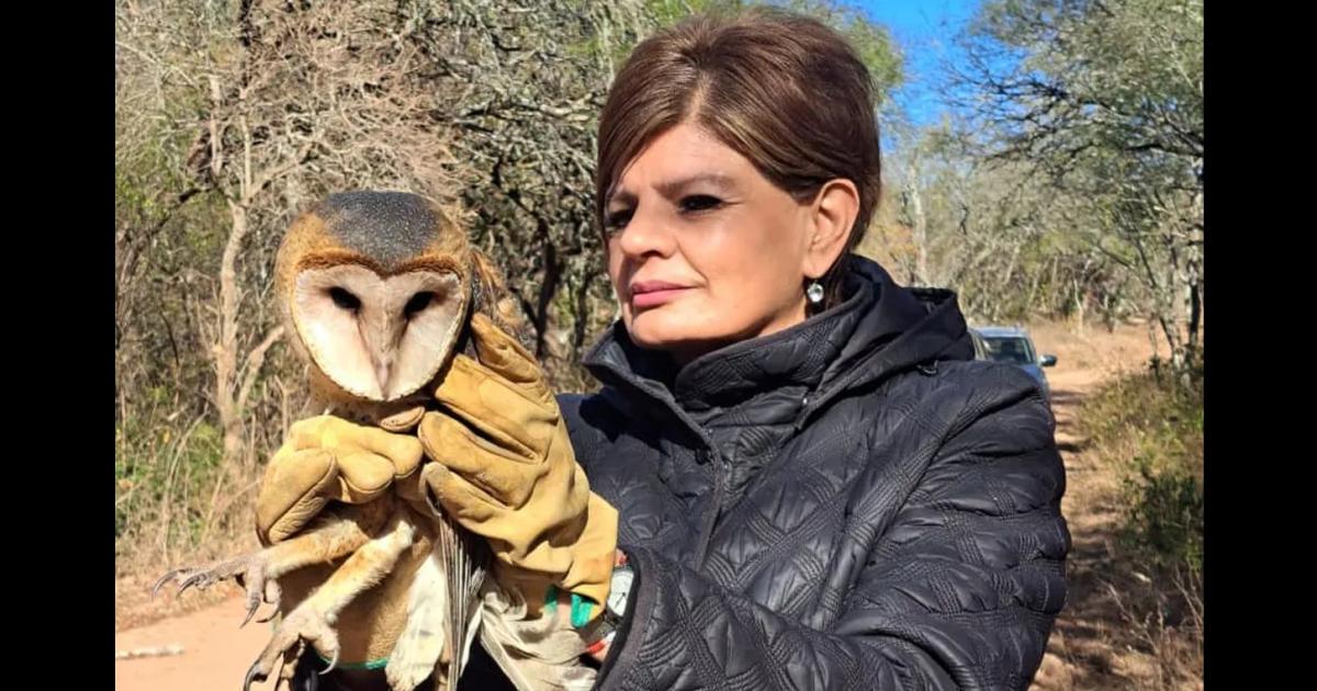 Nueva liberacioacuten de animales silvestres rescatados en el Parque Provincial La Reina
