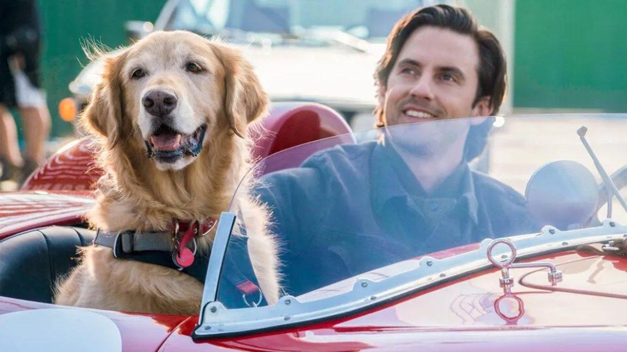 Coacutemo es Mi amigo Enzo la conmovedora peliacutecula que es furor en Netflix