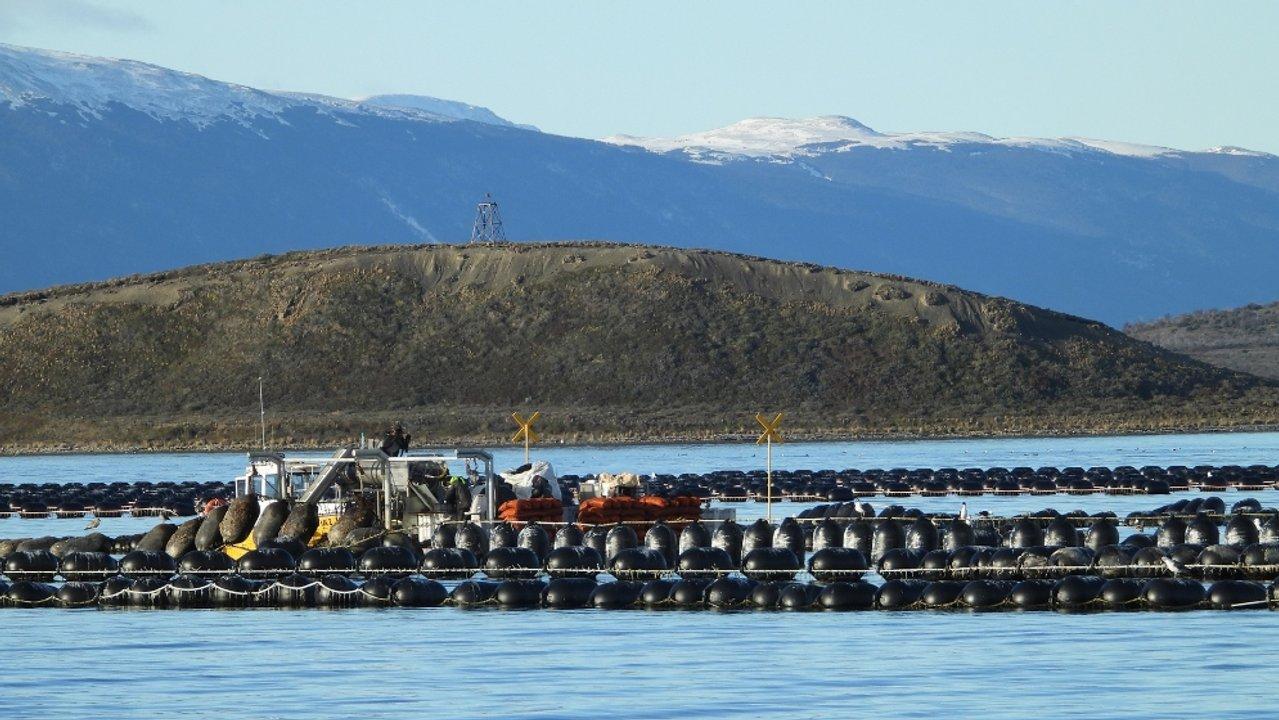 Especialistas del CONICET estudian el canal Beagle para el primer cultivo de mejillones a escala industrial