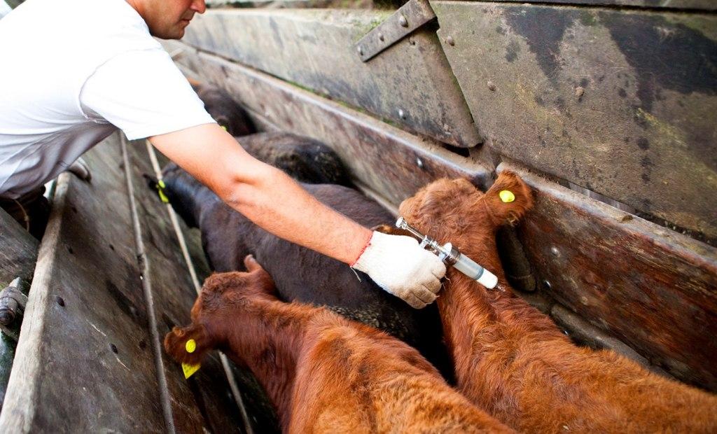 El gobierno aproboacute cambios en la vacunacioacuten contra la aftosa
