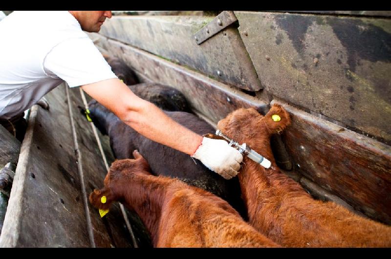 El gobierno aproboacute cambios en la vacunacioacuten contra la aftosa