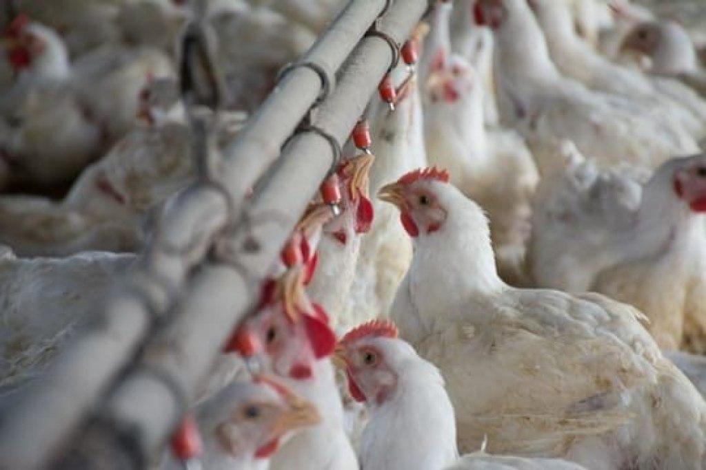 Argentina reactiva exportaciones aviares tras cerrar el brote de influenza y recuperar el estatus sanitario
