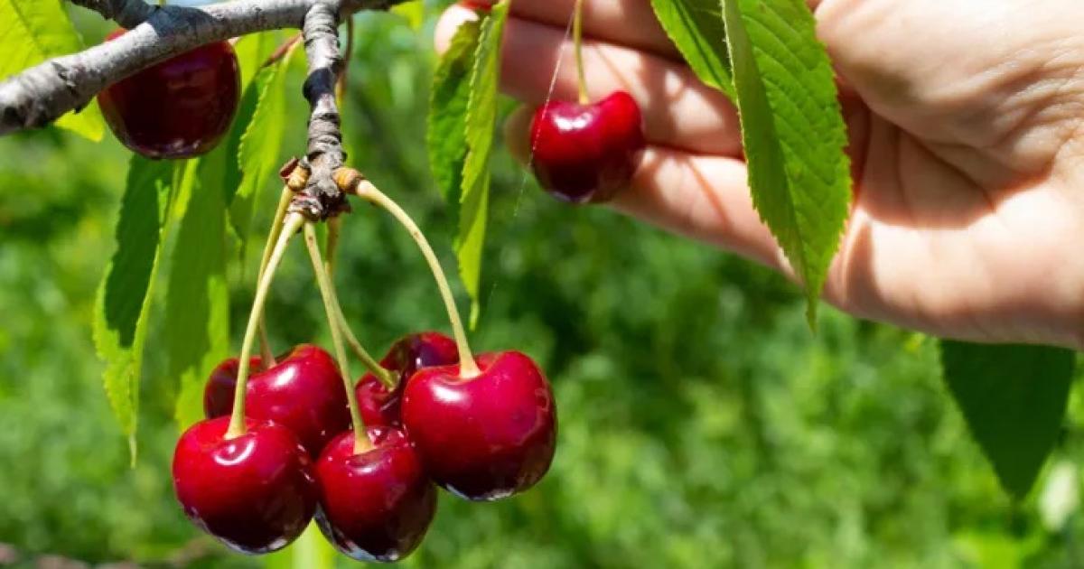 Jujuy marca un hito- la cosecha de cerezas maacutes temprana de Sudameacuterica