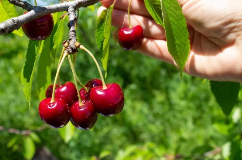 Jujuy marca un hito- la cosecha de cerezas maacutes temprana de Sudameacuterica