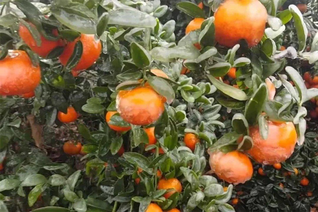 Disponen emergencia agropecuaria en Entre Riacuteos por heladas y granizo