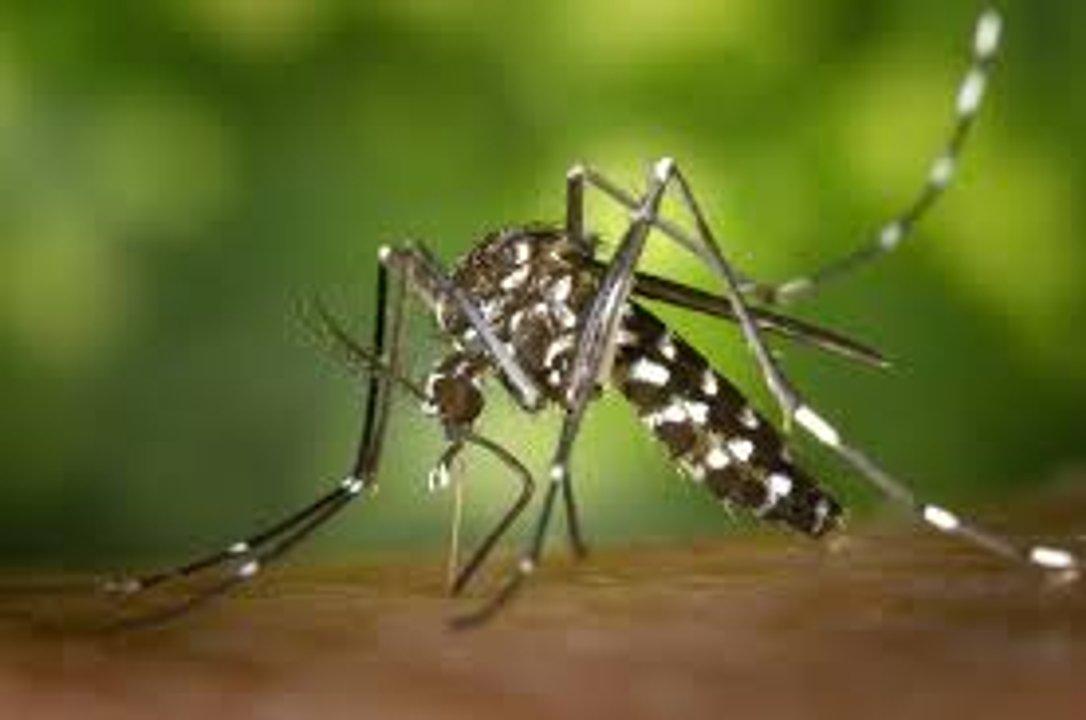 Inauguraron en Brasil una faacutebrica de mosquitos modificados para combatir el dengue