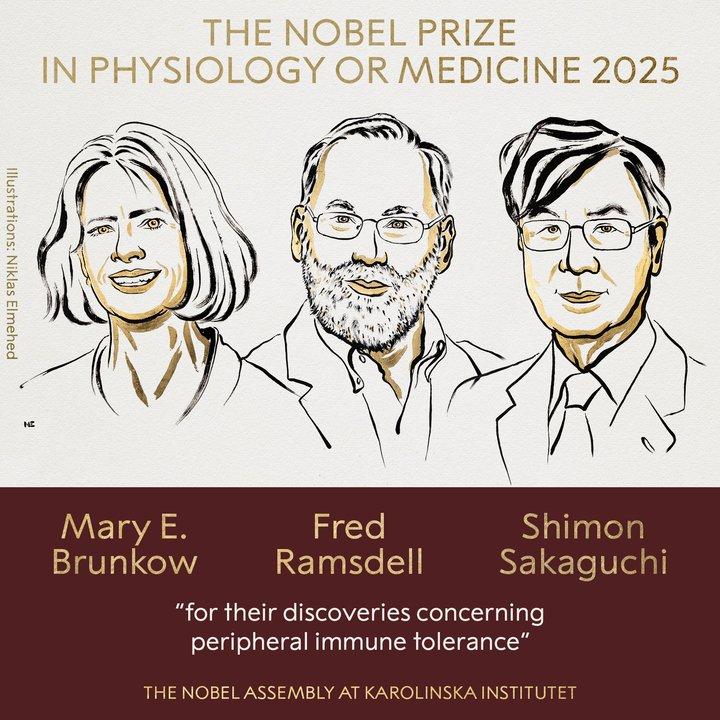 El premio Nobel de Medicina 2025 fue otorgado a Mary E Brunkow Fred Ramsdell y Shimon Sakaguchi
