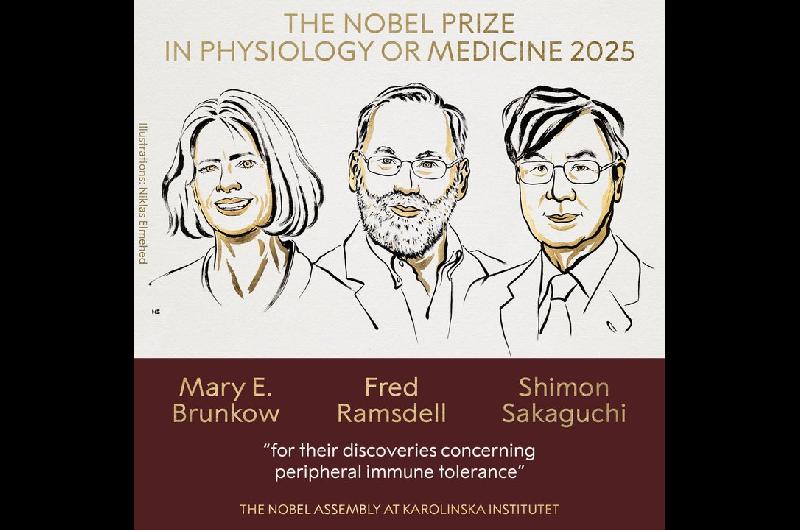 El premio Nobel de Medicina 2025 fue otorgado a Mary E Brunkow Fred Ramsdell y Shimon Sakaguchi