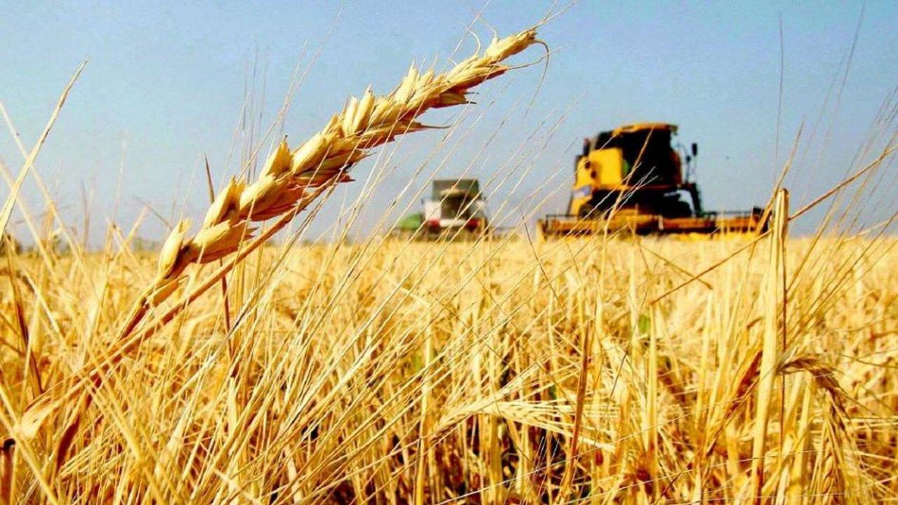 Estiman que la proacutexima campantildea de trigo alcanzaraacute un volumen reacutecord