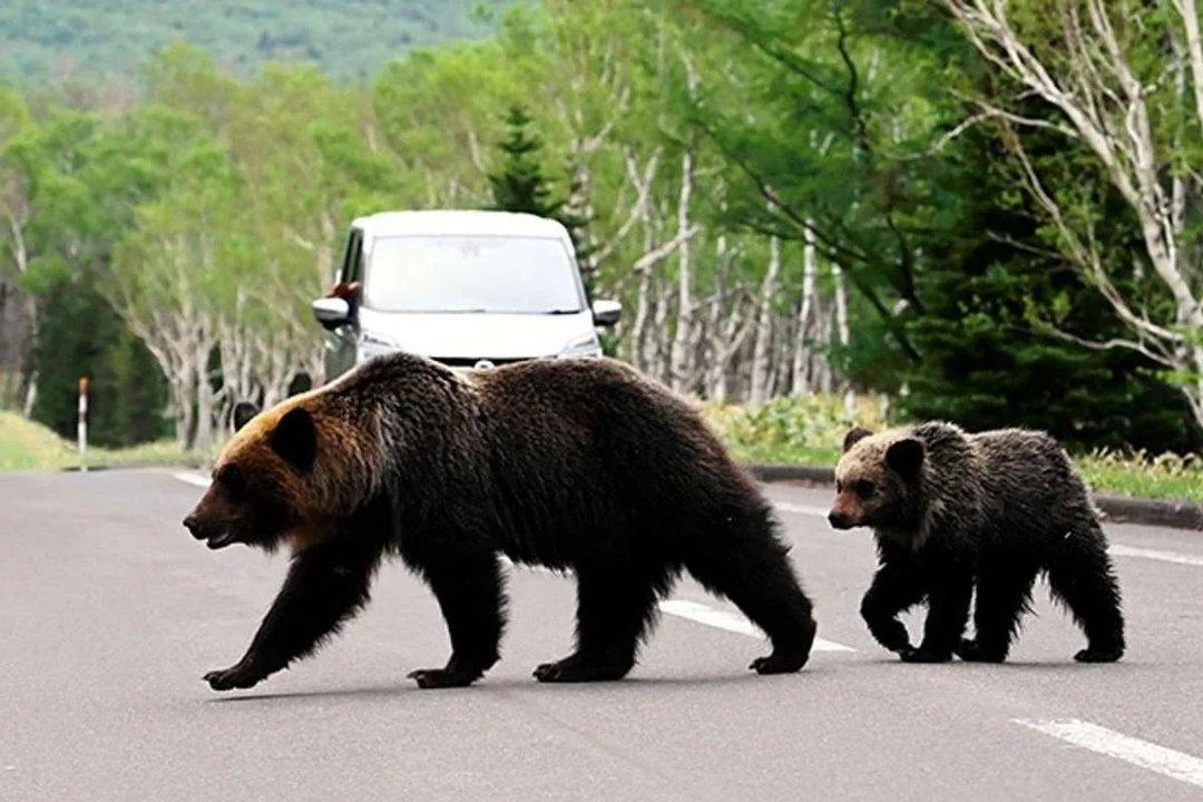 Reacutecord en Japoacuten- siete muertos por ataques de osos en lo que va del antildeo 