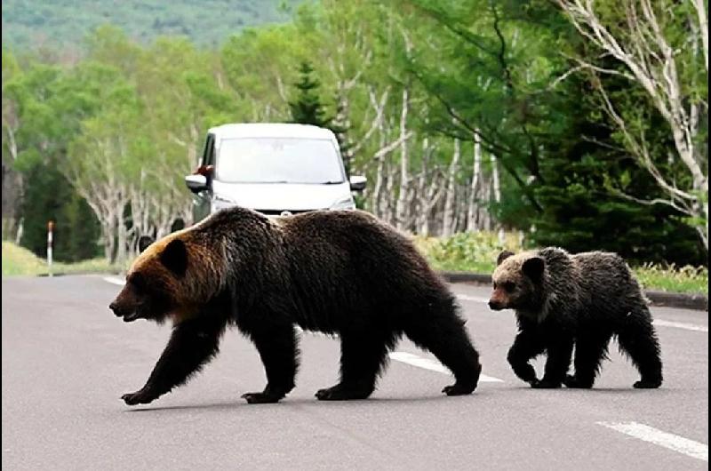 Reacutecord en Japoacuten- siete muertos por ataques de osos en lo que va del antildeo 