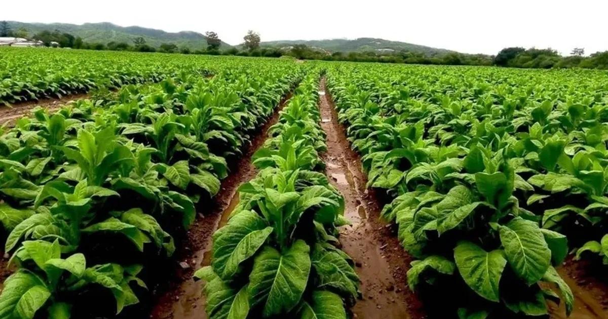Anticipan un nuevo beneficio para productores tabacaleros
