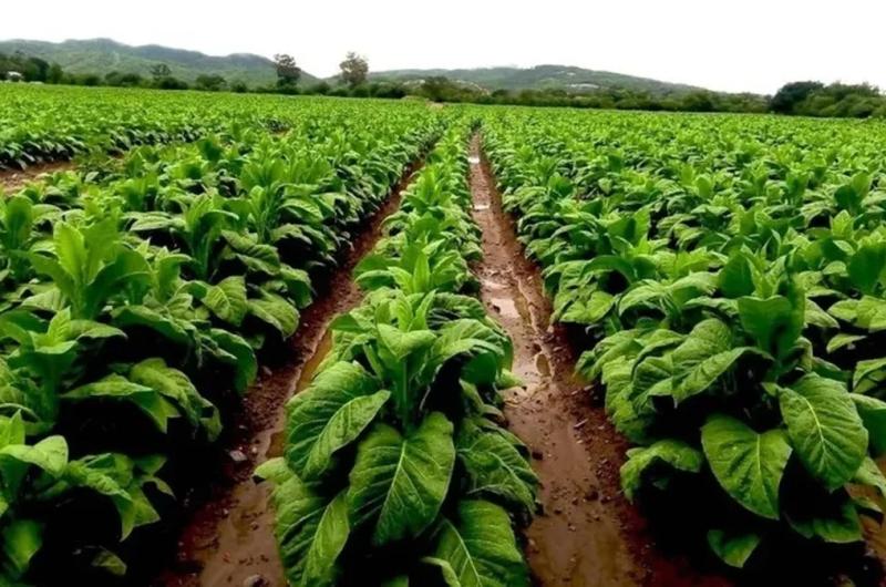 Anticipan un nuevo beneficio para productores tabacaleros