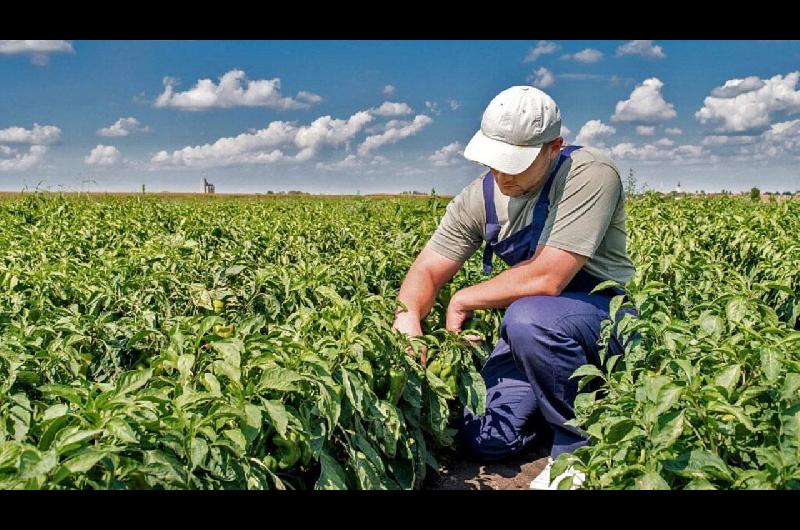 El Gobierno prorrogoacute la norma que permite trabajar en el campo temporalmente sin perder los planes sociales