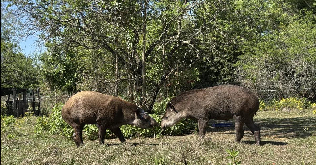 Bartolo y Killa- la vuelta a la libertad de los tapires a las Yungas de Jujuy