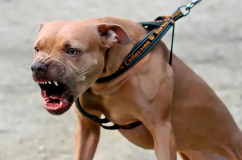 Un hombre sufrioacute graves heridas tras el ataque de un perro pitbull