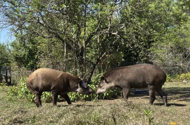 Bartolo y Killa- la vuelta a la libertad de los tapires a las Yungas de Jujuy