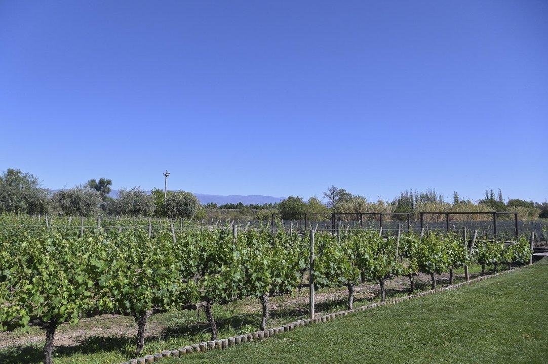 El Gobierno flexibilizoacute los controles en la industria vitiviniacutecola