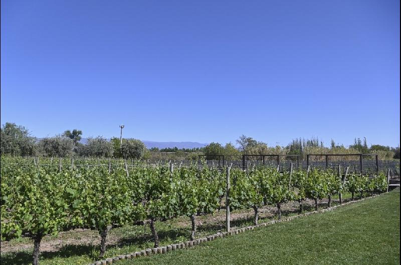 El Gobierno flexibilizoacute los controles en la industria vitiviniacutecola