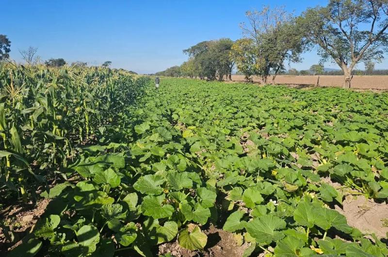 El panorama no mejora- productores jujentildeos en situacioacuten liacutemite