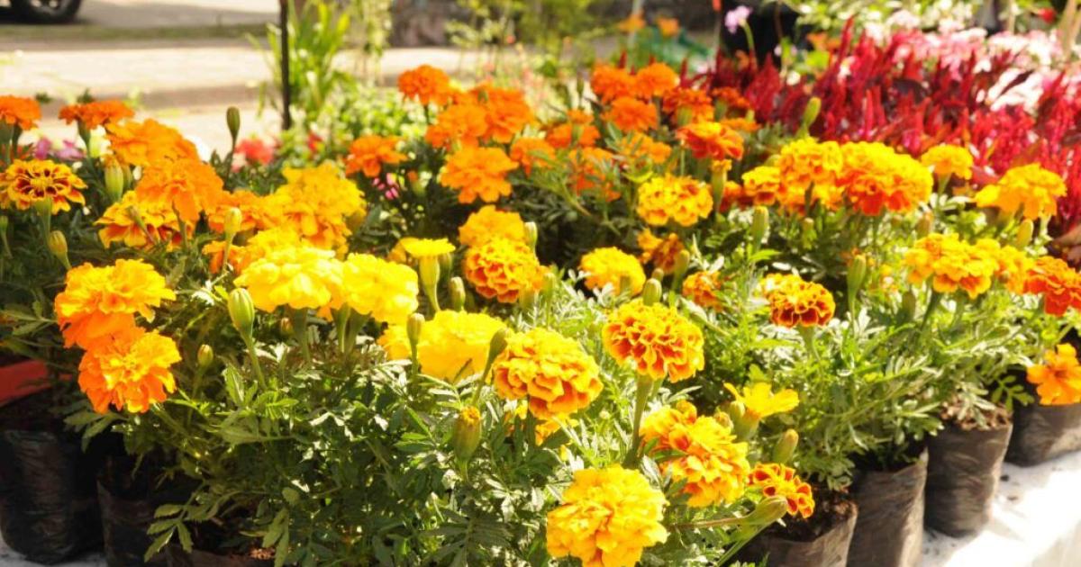 Los productores de plantas de la provincia invitan a visitar la exposicioacuten Jujuy florece