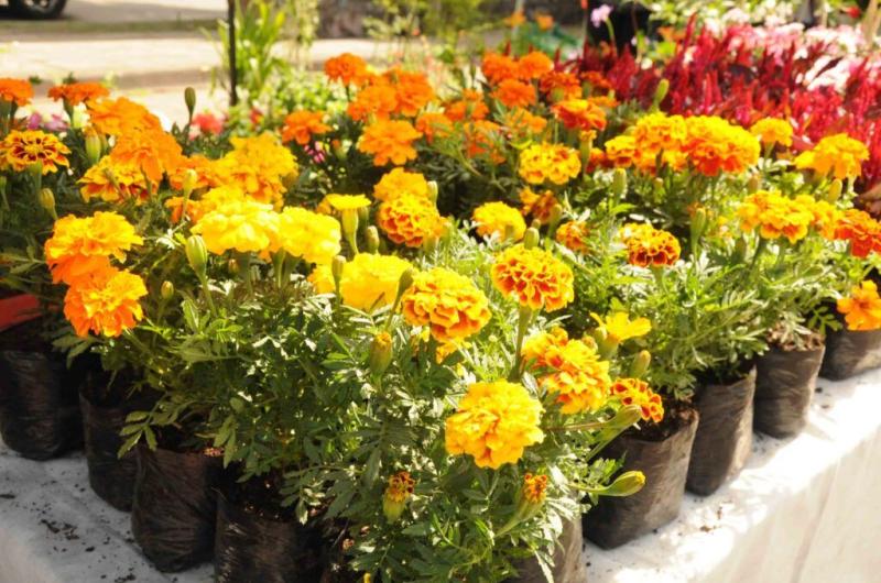 Los productores de plantas de la provincia invitan a visitar la exposicioacuten Jujuy florece