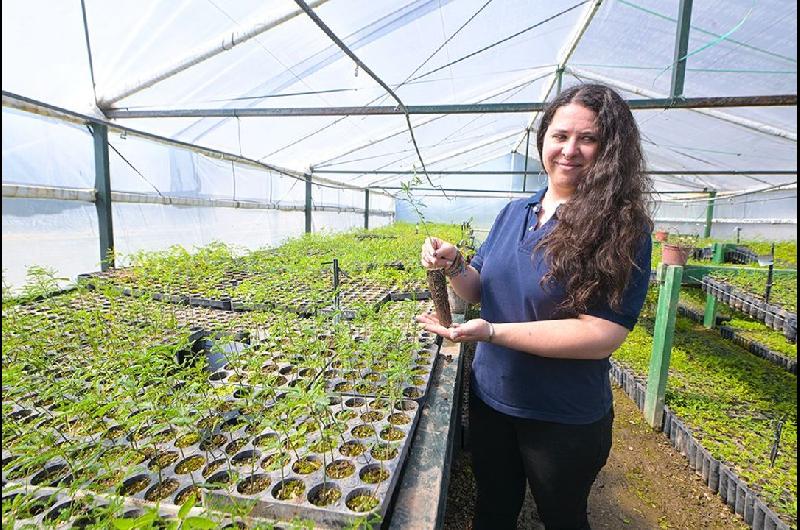 Coacutemo funciona el ldquomultiplicadorrdquo de aacuterboles para forestar campos cordobeses