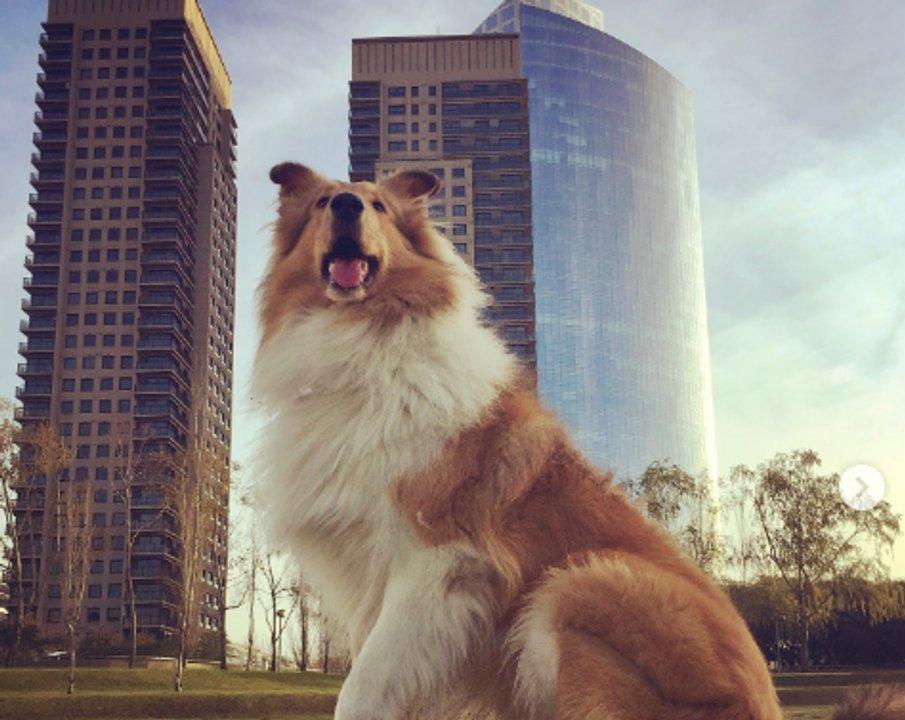 ldquoAunque tal vez nunca te lo dijerdquo- el mensaje de Alberto Fernaacutendez para despedir a su perro Dylan