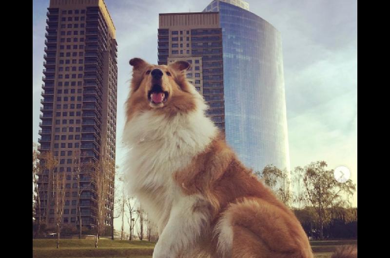 ldquoAunque tal vez nunca te lo dijerdquo- el mensaje de Alberto Fernaacutendez para despedir a su perro Dylan