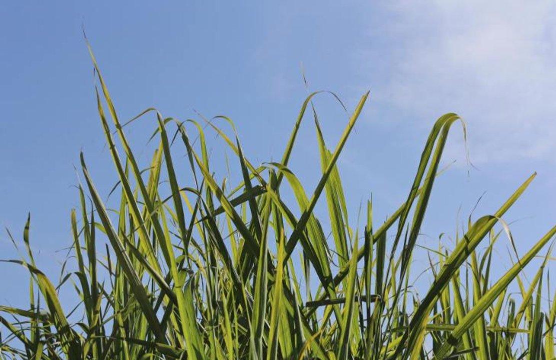 Finaliza la zafra una provincia consigue reacutecords histoacutericos